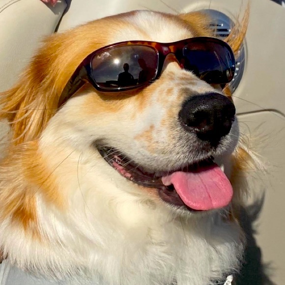 Meet your Posher, Dori - Picture 1 of 1